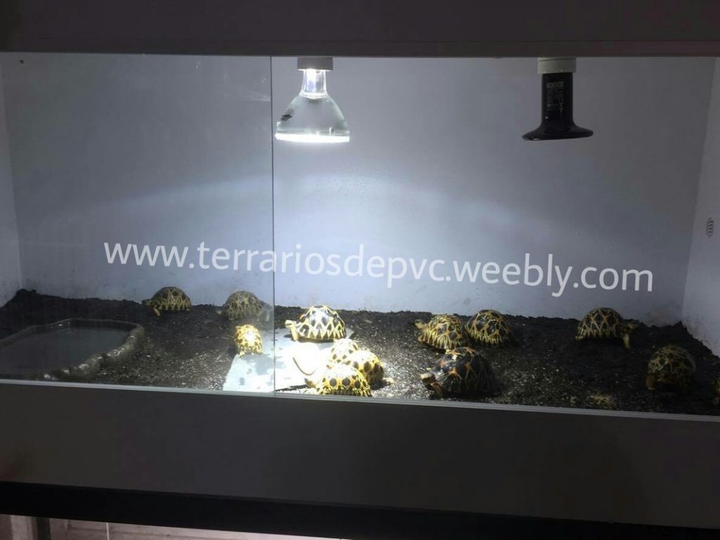 terrario para tortugas astrochelys radiata completo pvc